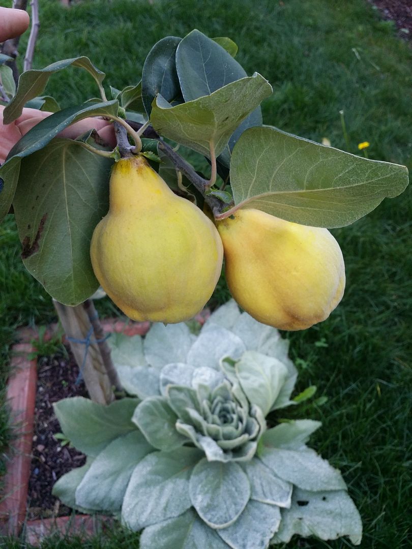 Seattle Garden & Fruit Adventures Update on Pineapple Quince